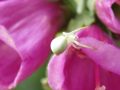 Misumena vatia