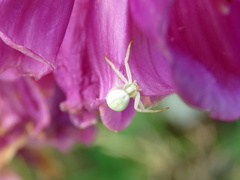 Misumena vatia