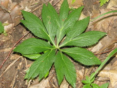 Helleborus purpurascens