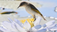 Conopophila rufogularis