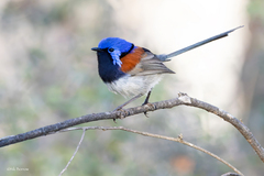 Blue-Breasted Fairywren photo 1
