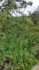 Arracacia