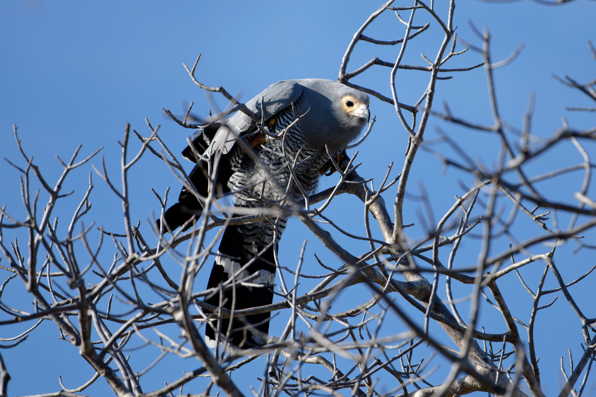 Madagascar Harrier-Hawk (Polyboroides radiatus), photo 6