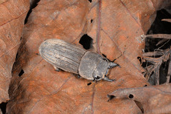 Velutinodorcus carinulatus