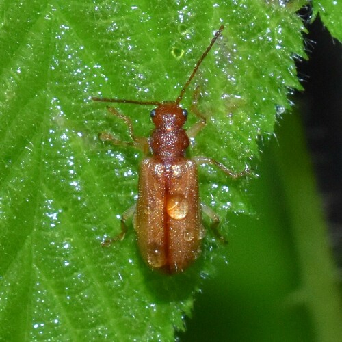 Rusty Leaf Beetle