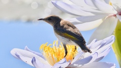 Conopophila rufogularis