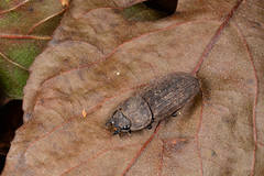 Velutinodorcus carinulatus