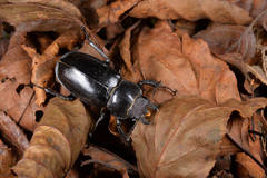 Lucanus