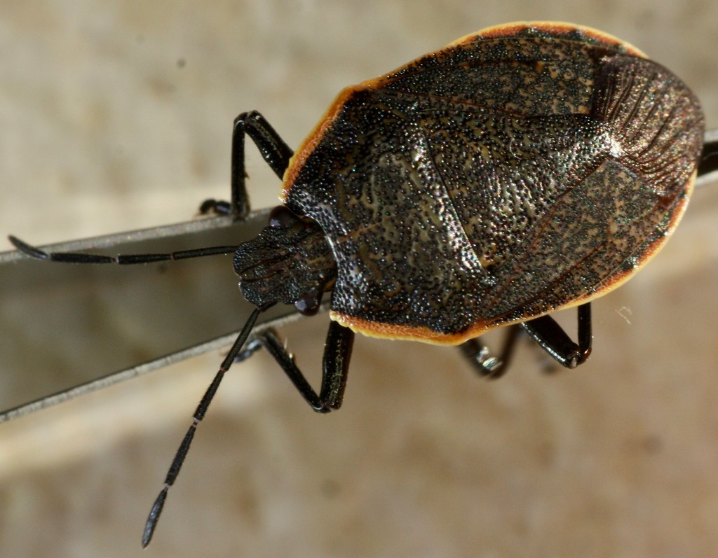 Apateticus marginiventris
