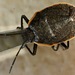 Apateticus marginiventris - Photo (c) Andrew Meeds, some rights reserved (CC BY), uploaded by Andrew Meeds