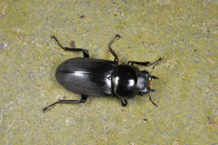Dorcus rubrofemoratus yamadai
