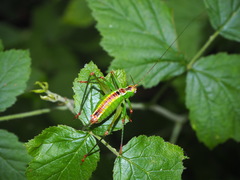 Andreiniimon nuptialis