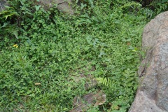 Drymaria cordata diandra