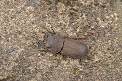 Velutinodorcus carinulatus