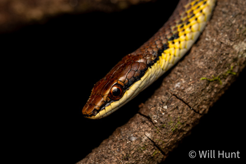 Northern Tree Snake sighting