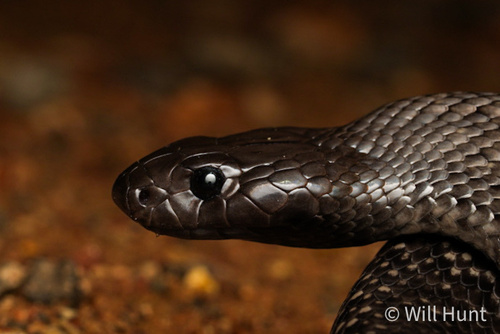 Blue-bellied Black Snake sighting