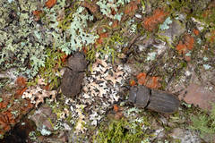 Velutinodorcus carinulatus