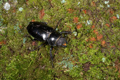 Lucanus