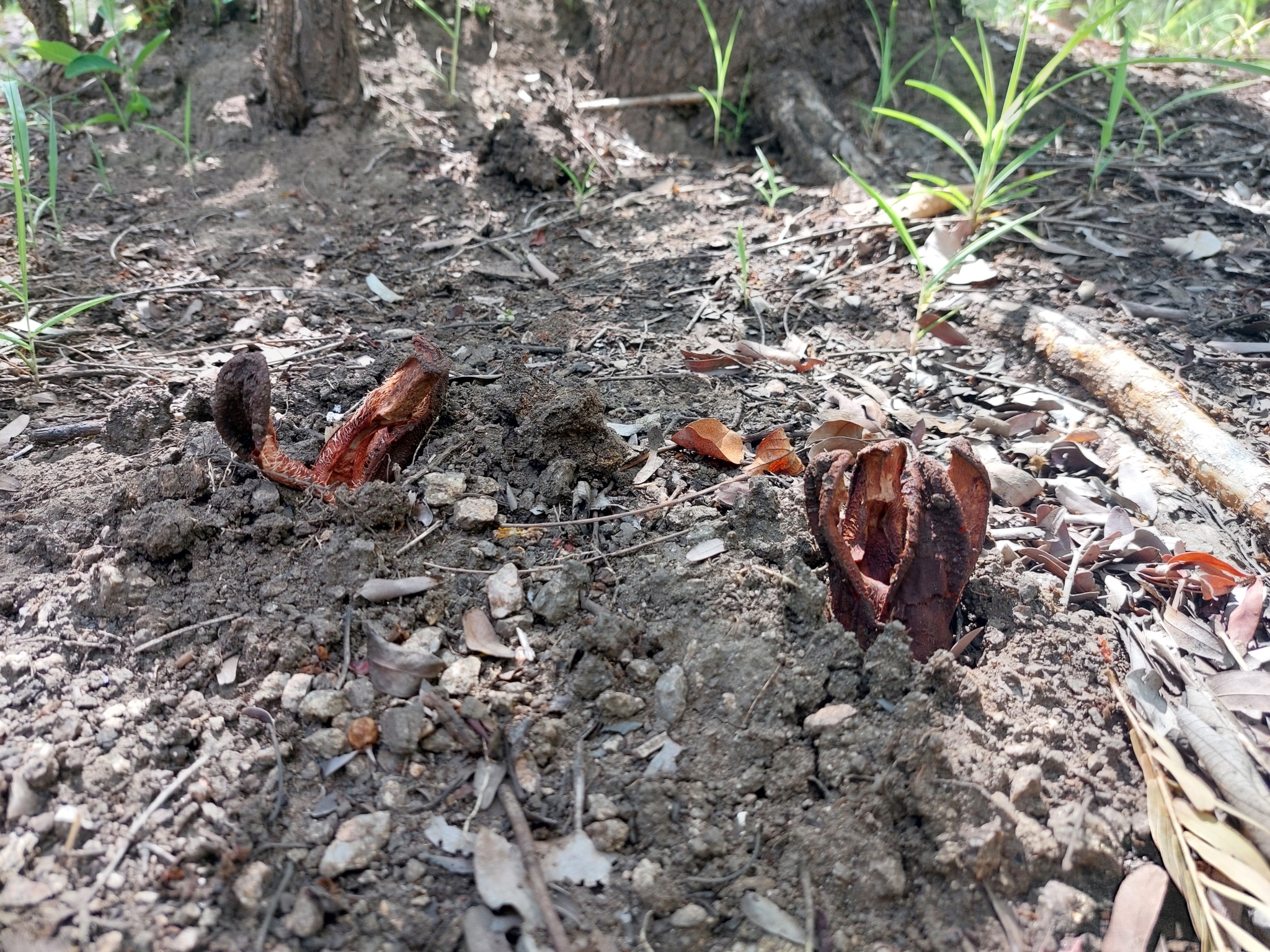 Imagem de Flor-cadáver