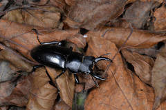 Dorcus rubrofemoratus yamadai