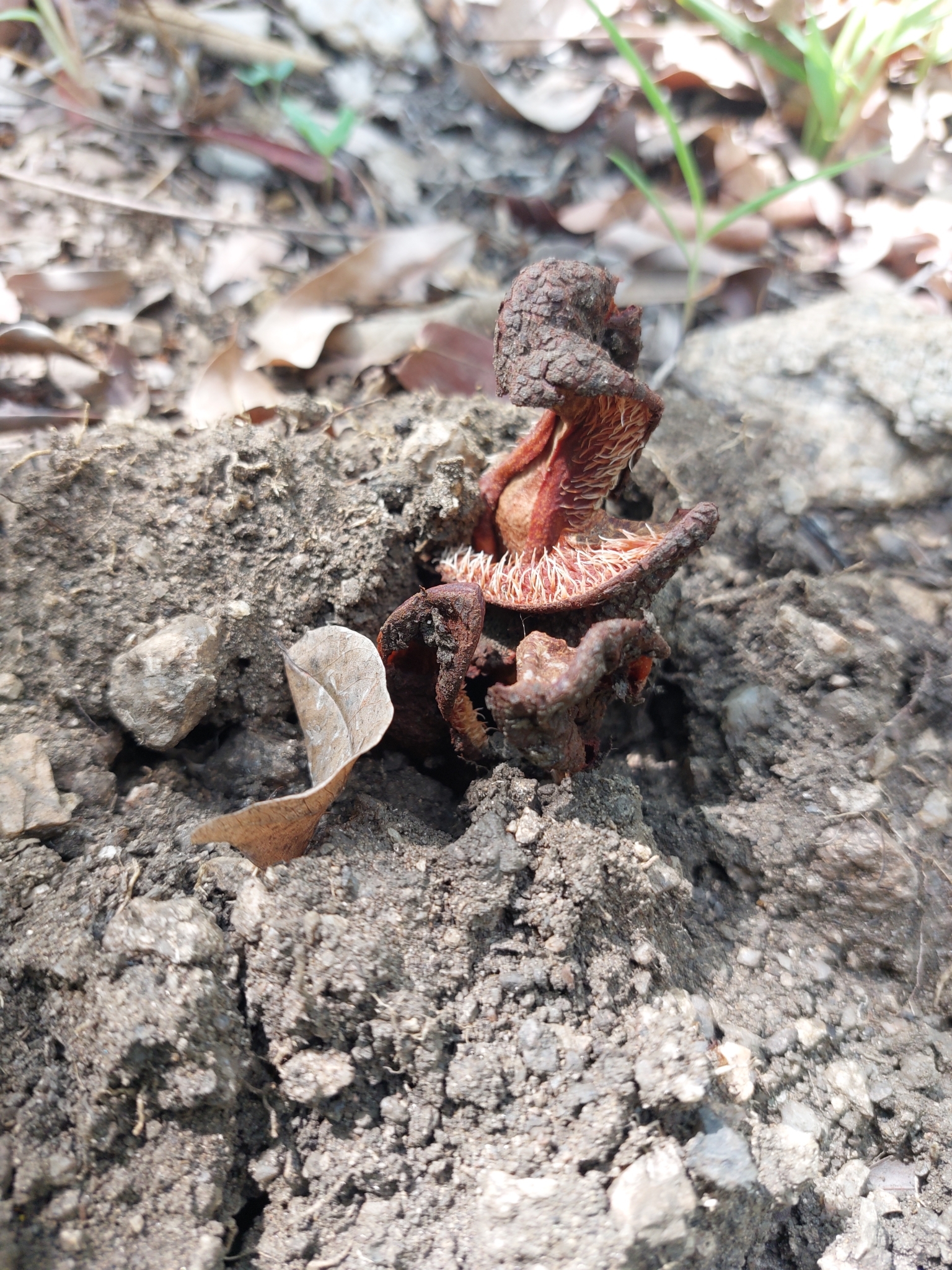 Imagem de Flor-cadáver