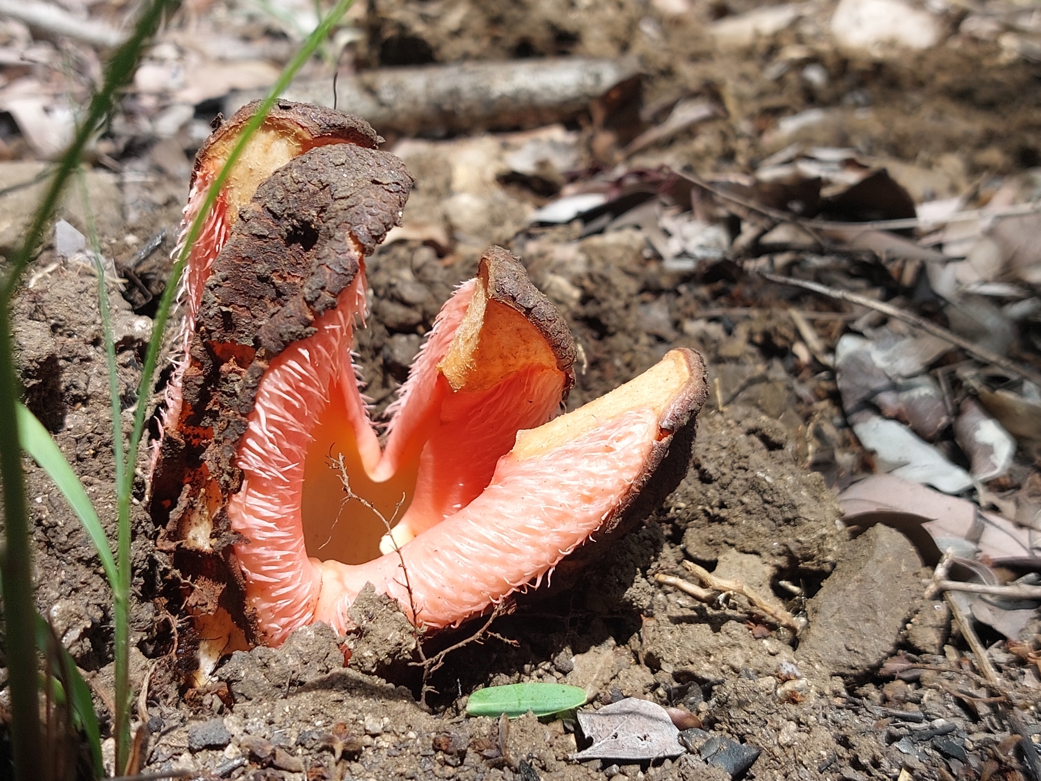 Imagem de Flor-cadáver