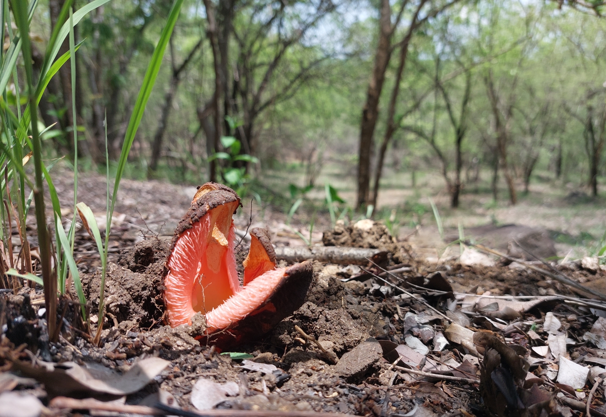 Imagem de Flor-cadáver