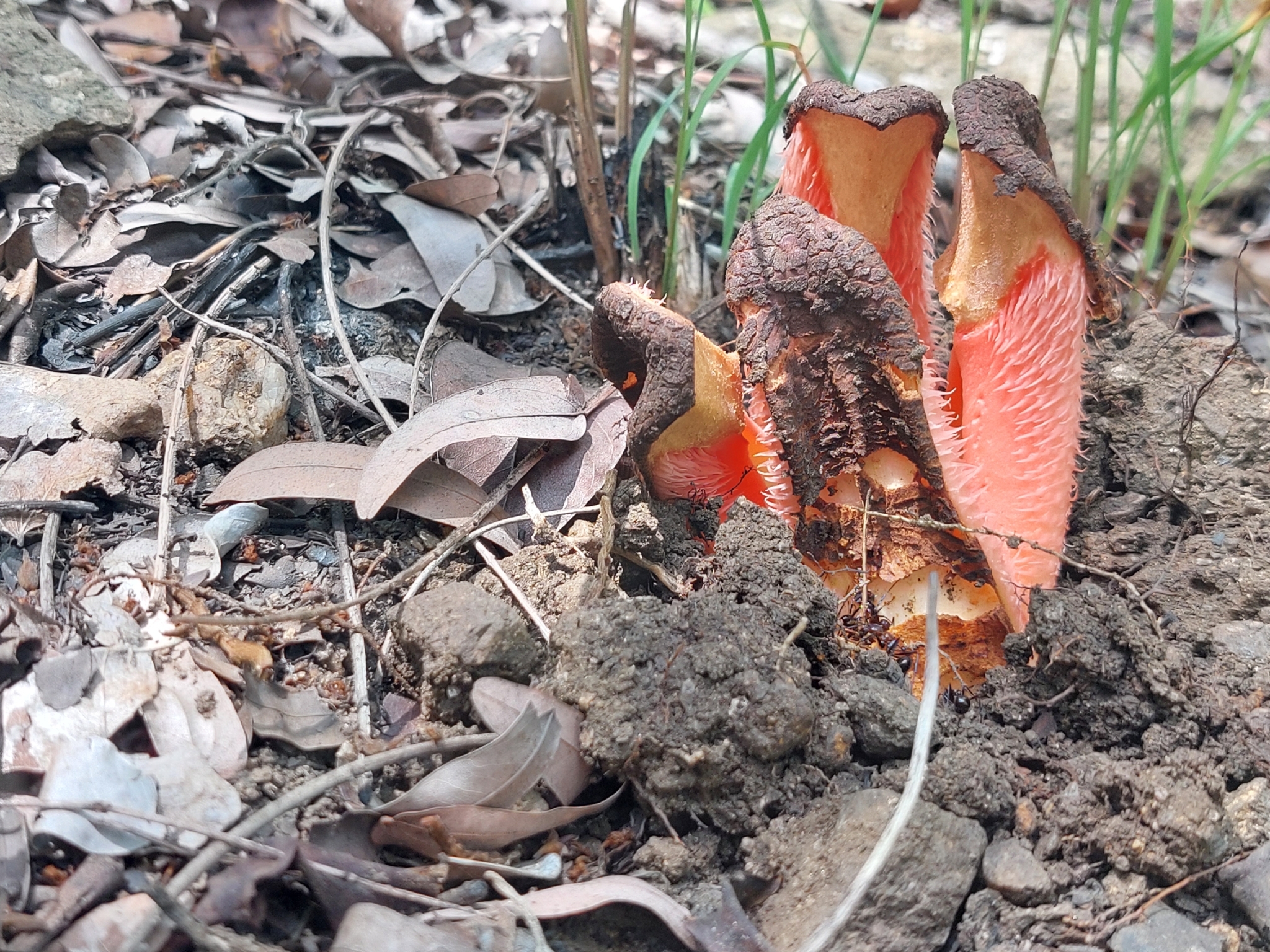 Imagem de Flor-cadáver