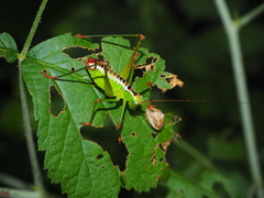 Andreiniimon nuptialis