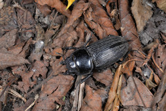 Dorcus miwai