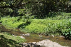 Drymaria cordata diandra