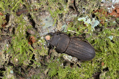 Velutinodorcus carinulatus