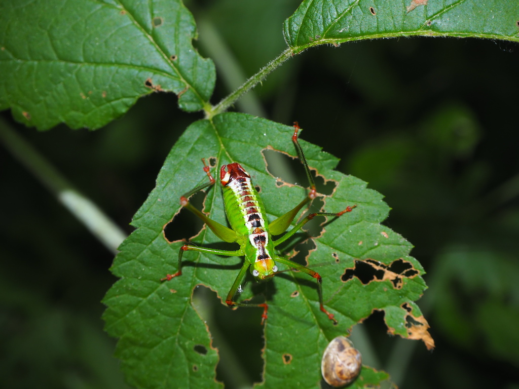 Splendid Bush-cricket