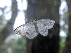 Auzatellodes arizana