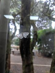 Auzatellodes arizana