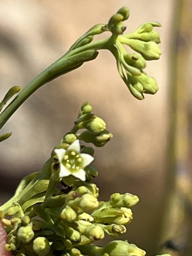 Image of Thesium strictum by (c) Dave U, some rights reserved (CC BY-SA)