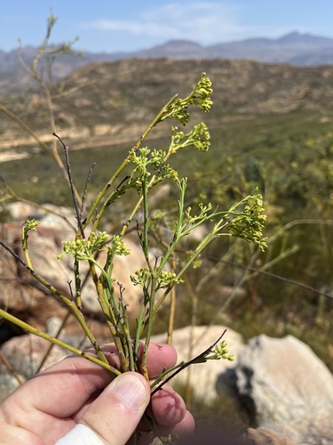 Image of Thesium strictum by (c) Dave U, some rights reserved (CC BY-SA)
