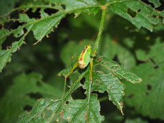 Andreiniimon nuptialis