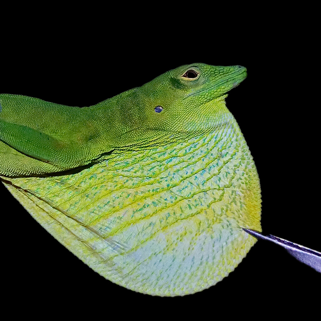 Boulenger's Green Anole