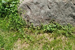 Drymaria cordata diandra