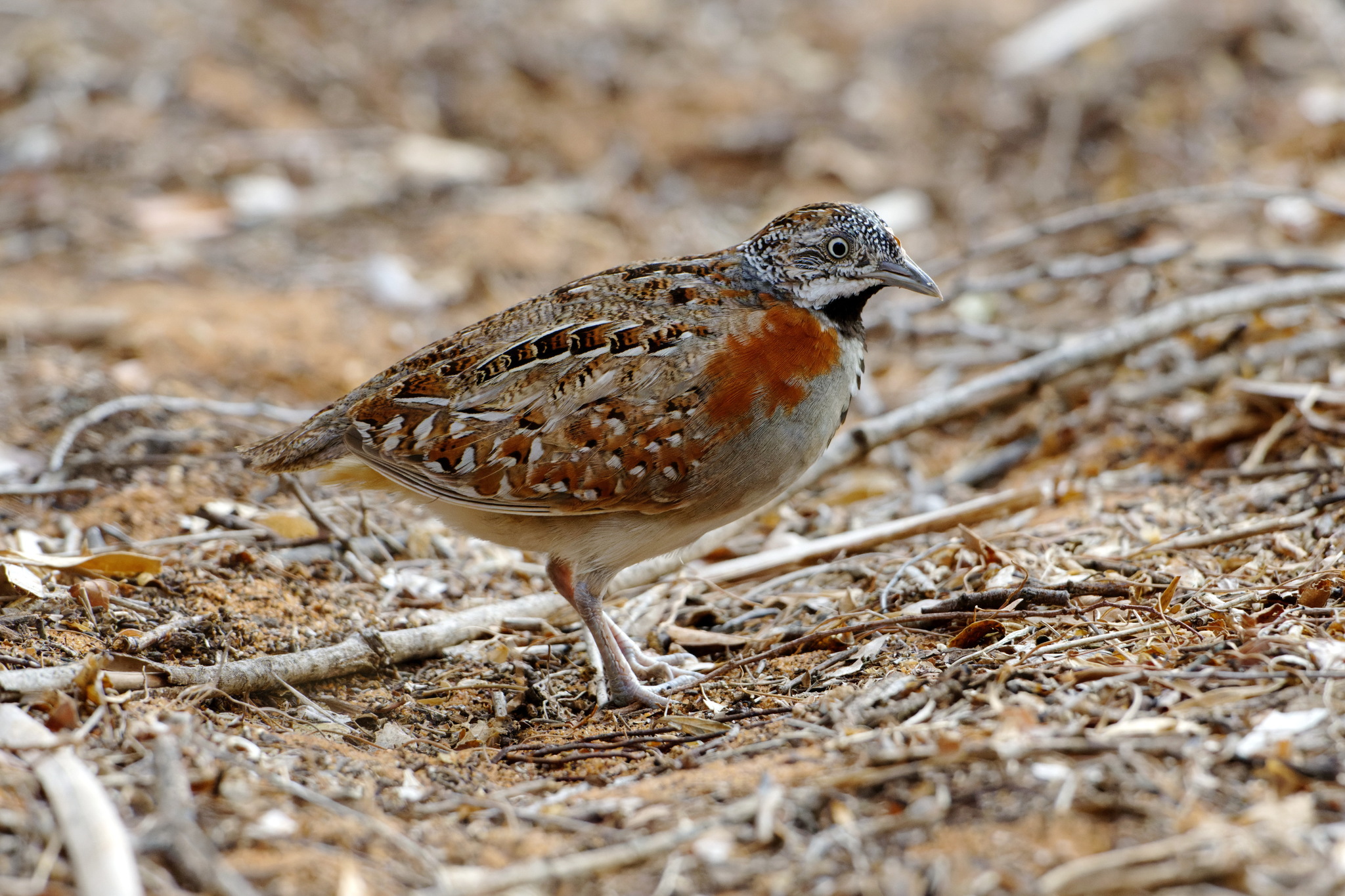 Madagascar Buttonquail (Turnix nigricollis), photo 2