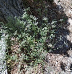 Falcaria vulgaris