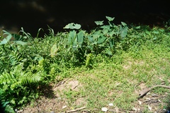 Drymaria cordata diandra