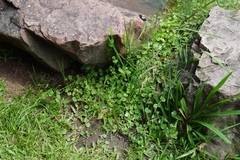 Drymaria cordata diandra