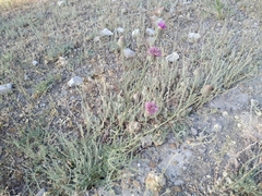 Centaurea scabiosa apiculata