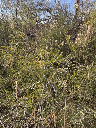 desert willow