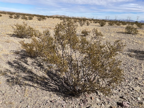 Creosote Bush