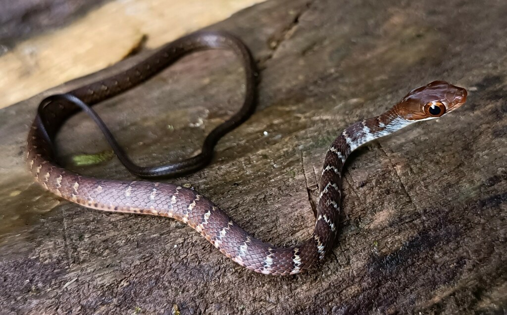 Dendrophidion prolixum