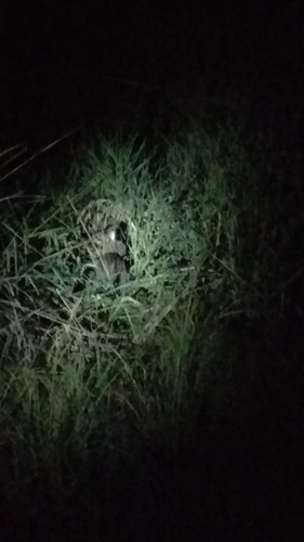 Bunyoro Rabbit