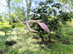 Laelia anceps, photograph (c) Victor De la Cruz, some rights reserved (CC BY)